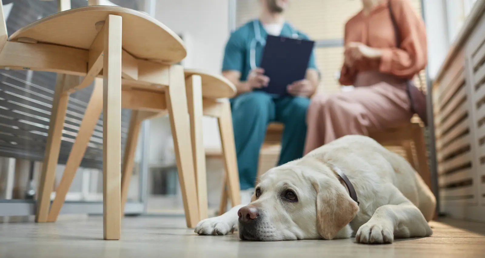 Vantagens de escolher o atendimento veterinário domiciliar na Zona Sul