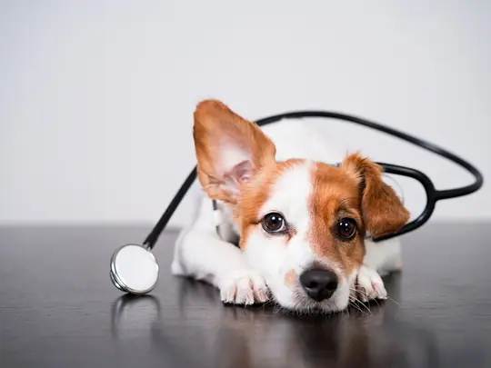 Cachorro deitado ao lado de um estetoscópio
