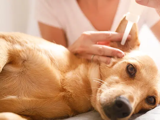 Cachorro examinado com carinho em casa