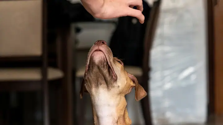 Cachorro de pelo caramelo olhando para a mão de uma pessoa, dentro de casa