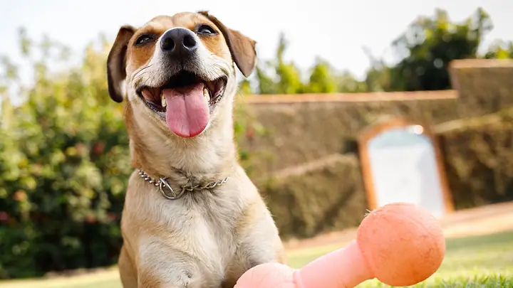 Cachorro sem raça definida, de pelo caramelo, sorrindo no gramado ao lado de um brinquedo