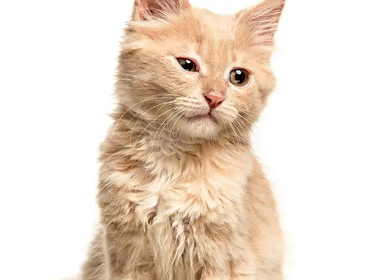 Gato filhote