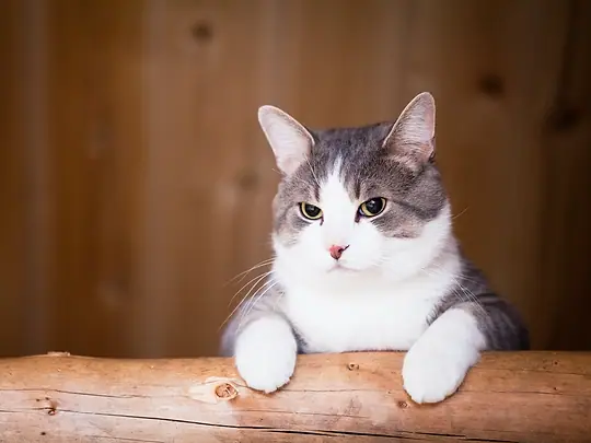 Gato observando, apoiado na madeira