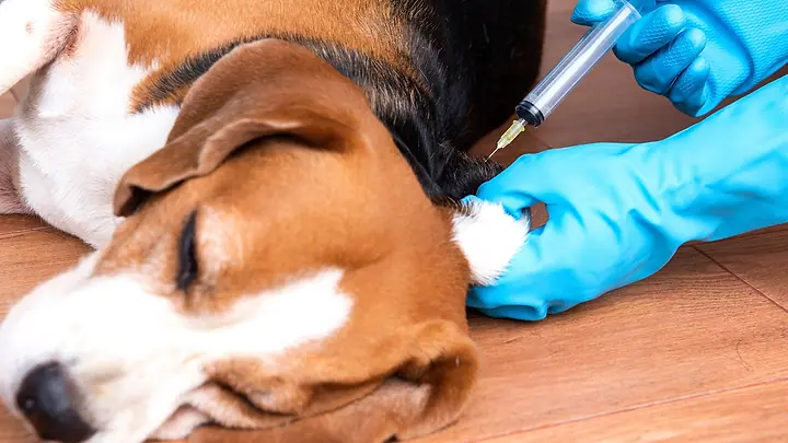 Foto de um beagle deitado no chão recebendo uma vacina sob a pele do pescoço, aplicada por mãos de luvas azuis