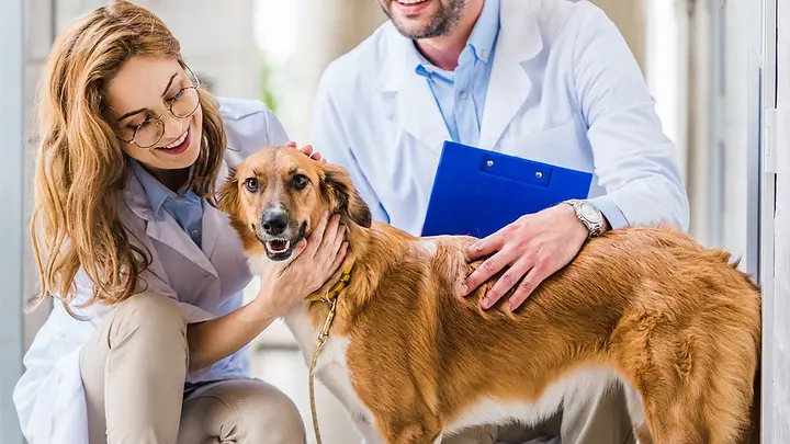 Cão de pelo caramelo e branco recebendo carinho durante um atendimento veterinário